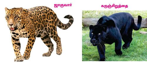 மாயா டீச்சரின் மந்திரக் கம்பளம்!