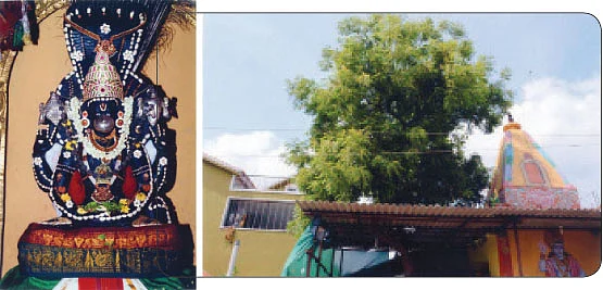 திருமணத்தடை நீக்கும் வேலன்!