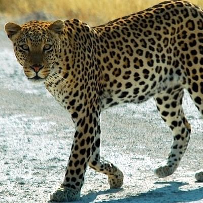 நெல்லை அருகே கிராமத்தில் புகுந்த சிறுத்தை புலி | Leopard entered in manimuthar village - Vikatan நெல்லை அருகே கிராமத்தில் புகுந்த சிறுத்தை புலி | Leopard entered in manimuthar village - Vikatan