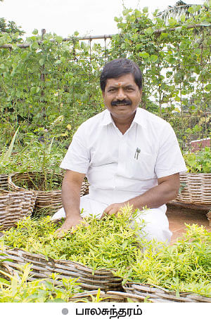 வீட்டுக்குள் விவசாயம் - 9