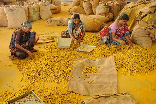 இறங்குமுகத்தில் மஞ்சள் விலை... காத்திருக்கும் விவசாயிகள்!