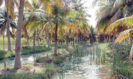 நீங்கள் கேட்டவை - ஆப்பிள் மரம் தமிழ்நாட்டில் வளருமா?