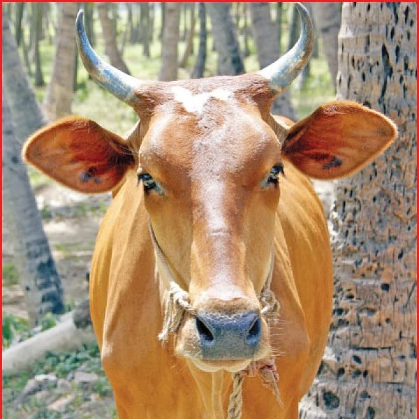 ஒரு பசு... மூன்று தீர்ப்புகள்!