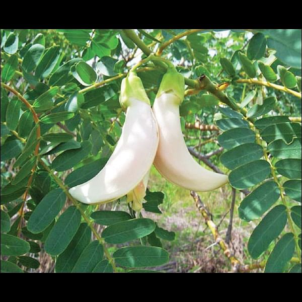 மண்புழு மன்னாரு: “பேராசிரியர்களும் விவசாயம் செய்ய வேண்டும்!”