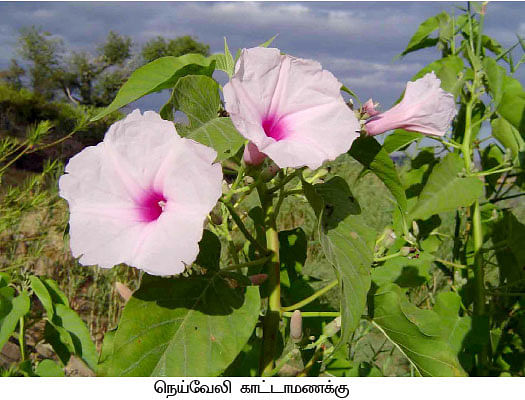 நீங்கள் கேட்டவை