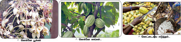 கசக்கும் விதை... இனிக்கும் கட்டி!