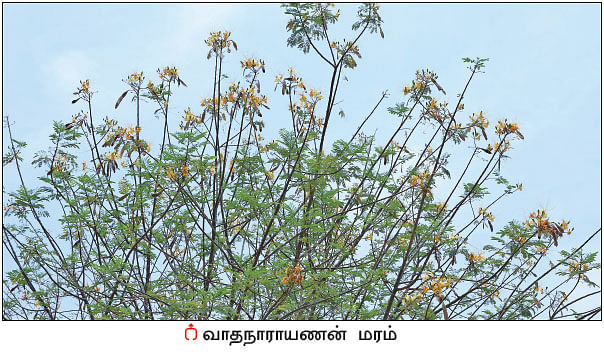 நல்மருந்து தெரிந்த செடிகள்... தெரியாத பயன்கள்! - 16
