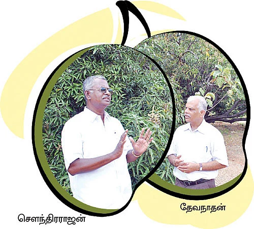 மா சாகுபடி...