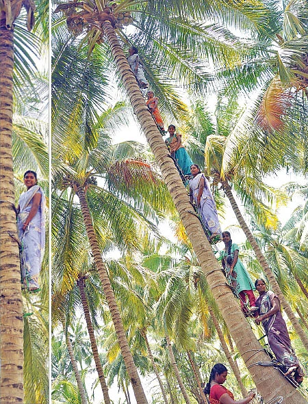 தென்னை ஏறும் தென்றல்கள்!
