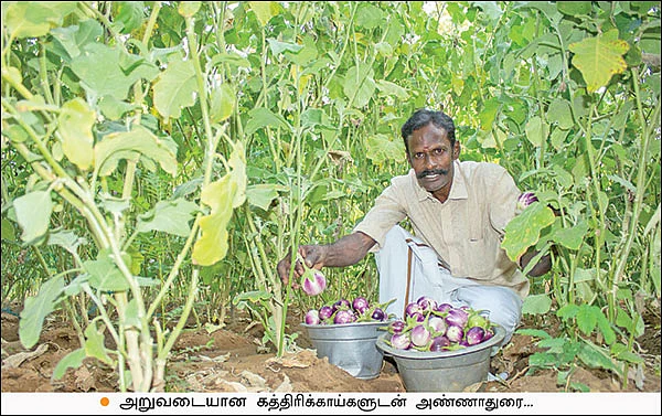 நல்ல வருமானம் கொடுக்கும் நாட்டுக்கத்திரி!