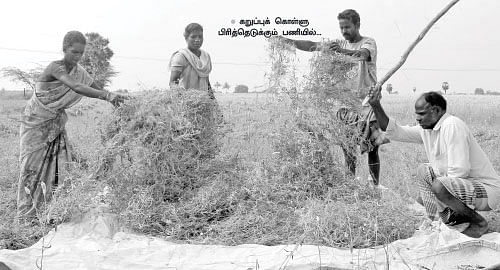 மானாவாரியிலும் மகத்தான மகசூல்! கறுப்புக் கொள்ளு!