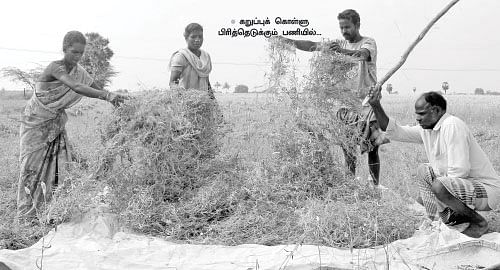 மானாவாரியிலும் மகத்தான மகசூல்! கறுப்புக் கொள்ளு! 