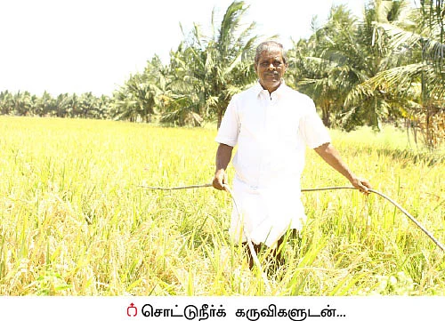 மானாவாரியில் பனிவரகு...