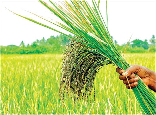 நாற்பது சென்ட்டில் நல்ல லாபம்! - அரசு அதிகாரியின் ஓய்வுக்கால விவசாயம்!