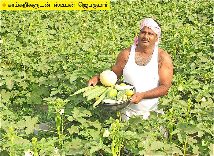 கலக்கலான வருமானம் தரும் கலப்புப் பயிர்கள்!
