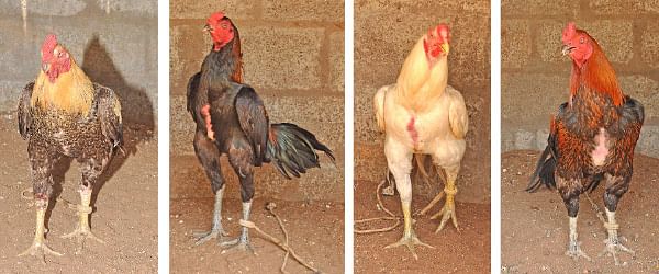 நீங்கள் கேட்டவை: ‘‘முருங்கையில் கம்பளிப் புழு... தீர்வு என்ன?’’