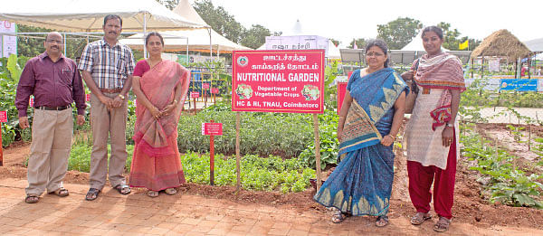 வீட்டுக்குள் விவசாயம் - 13