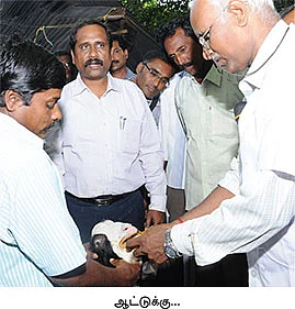 கொலைகார கோமாரி...இயற்கை முறையில் எளிய தீர்வு!