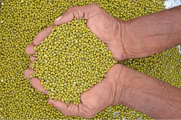 மானாவாரியிலும் மகத்தான லாபம் கொடுக்கும் பாசிப்பயறு,உளுந்து!