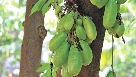 நீங்கள் கேட்டவை: ‘‘வாழை சாகுபடிக்கு ஏற்ற மாதம் எது?’’