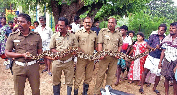 மாயண்ணன் வந்திருக்காக... மலைப்பாம்பு வந்திருக்காக..!