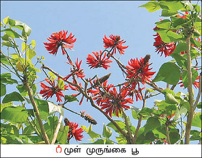 நல்மருந்து தெரிந்த செடிகள்... தெரியாத பயன்கள்! - 15