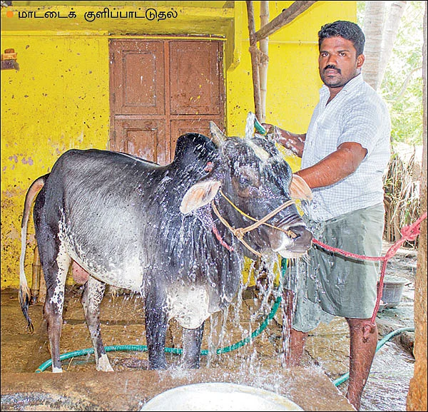 கால்நடைகளைத் தாக்கும் வெப்ப நோய்கள்... கைகொடுக்கும் பாரம்பர்ய மருத்துவம்!