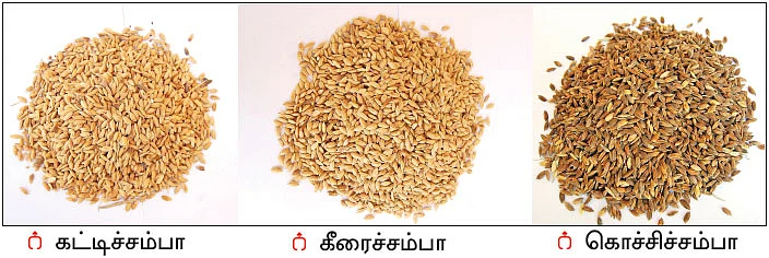 கொச்சிச் சம்பா... நாஞ்சில் நாட்டின் நாட்டு ரக நெல்!