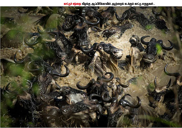 வைல்டு க்ளிக்ஸ்