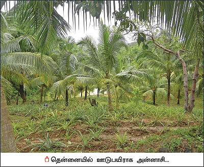 ரூ.3 லட்சம் வருமானம்! - மேட்டுப்பாத்தியில் காய்கறி, அன்னாசி!