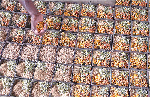 நீங்கள் கேட்டவை: “விதைகளை வழங்கும் ஆராய்ச்சி மையங்கள் எங்கு உள்ளன?”
