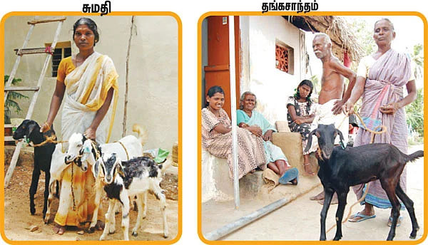 அரசாங்க ஆடு கிடைச்சா முனியப்பனுக்கு கெடா வெட்டு!