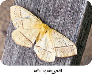 மாயா டீச்சரின் மந்திரக் கம்பளம்!
