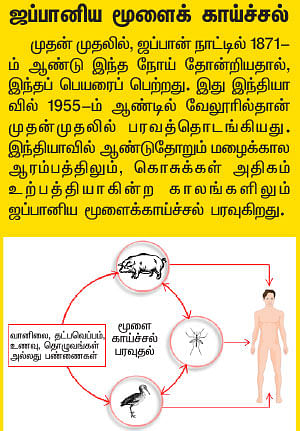 மூளை காய்ச்சலுக்கு முடிவு கட்டுவோம்!