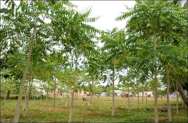 மரப் பயிர்களிலும் பூச்சிகள்... விரட்டியடிக்கும் மருந்துகள்...