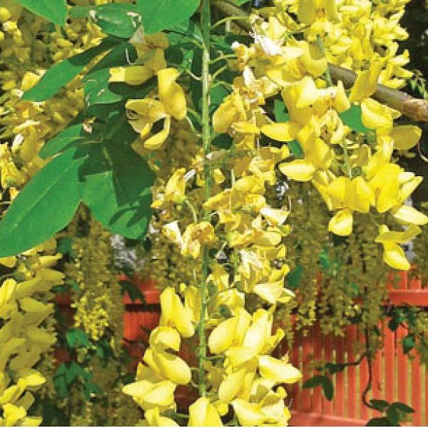 மரம் செய விரும்பு! - 15 - சாலையோரத்தில் சோலைகள் அமைப்போம்...