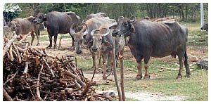 பால் உற்பத்தியைப் பெருக்கும் பலே யோசனைகள்...