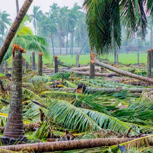 தென்னை விவசாயிகளுக்குக் கைகொடுங்கள்!