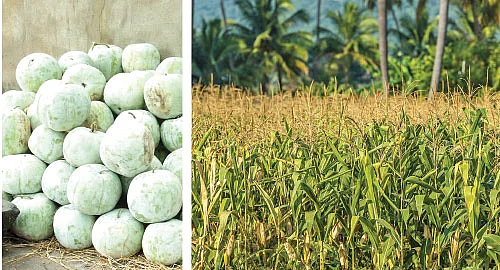 ஆயிரம் சூரியன் ஆயிரம் சந்திரன் ஒரே ஒரு பூமி - 27