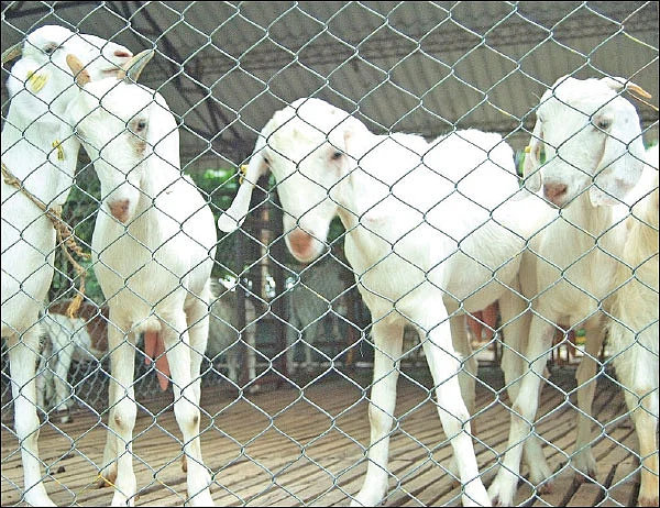 விளைச்சலை அதிகரிக்கும் ‘ஆம்’ - உதவிக்கு வரும் உயிரியல் - 11