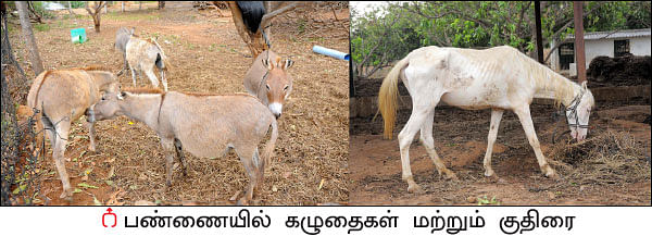 ஒரு நாள் விவசாயி! பருவம் - 2 - மா சாகுபடி, ஆண்டுக்கு ரூ 20 லட்சம் - நேரடி விற்பனையில் நிறைவான வருமானம்!
