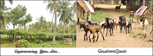காலி இடங்களிலெல்லாம் காய்கறிகள்..!