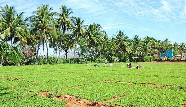 கீரை வாங்கலையோ கீரை!