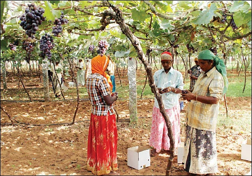 கொஞ்சம் ப்ளஸ்... நிறைய லாபம்! - மதிப்புக் கூட்டும் தொழில்கள்!
