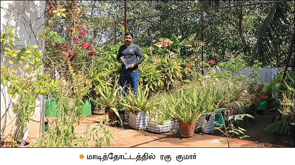 மாடித்தோட்டம்... - மனதுக்கு நிம்மதி, உடலுக்கும் உற்சாகம்!