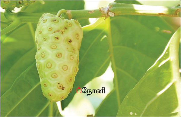 நல்மருந்து - தெரிந்த செடிகள்... தெரியாத பயன்கள்! - 9