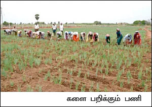பாறையிலும் பயிர் வளரும்... நிரூபித்துக் காட்டிய விவசாயி...