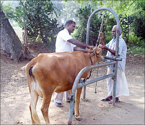 நீங்கள் கேட்டவை - புறா பாண்டி