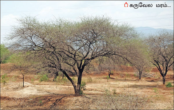 மரம் செய விரும்பு! - கருவேலம்... வெள்வேலம்... கால்நடைகளுக்குக் கண்கண்ட தீவனம்!