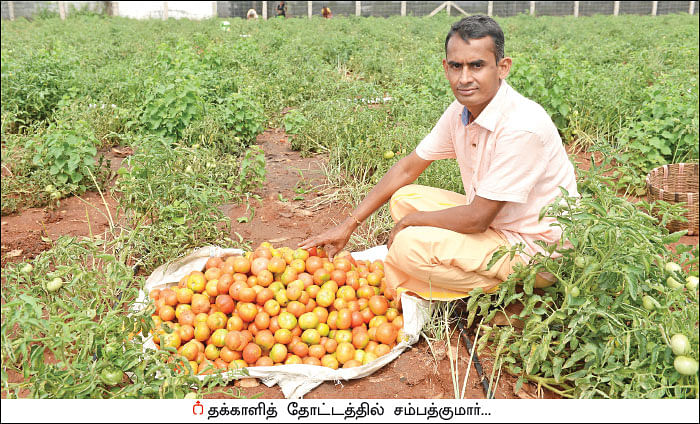 அரை ஏக்கர்... 130 நாள்கள்... ரூ 2 லட்சத்து 60 ஆயிரம் லாபம்!
